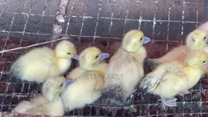 Belgian Mascovy Ducklings