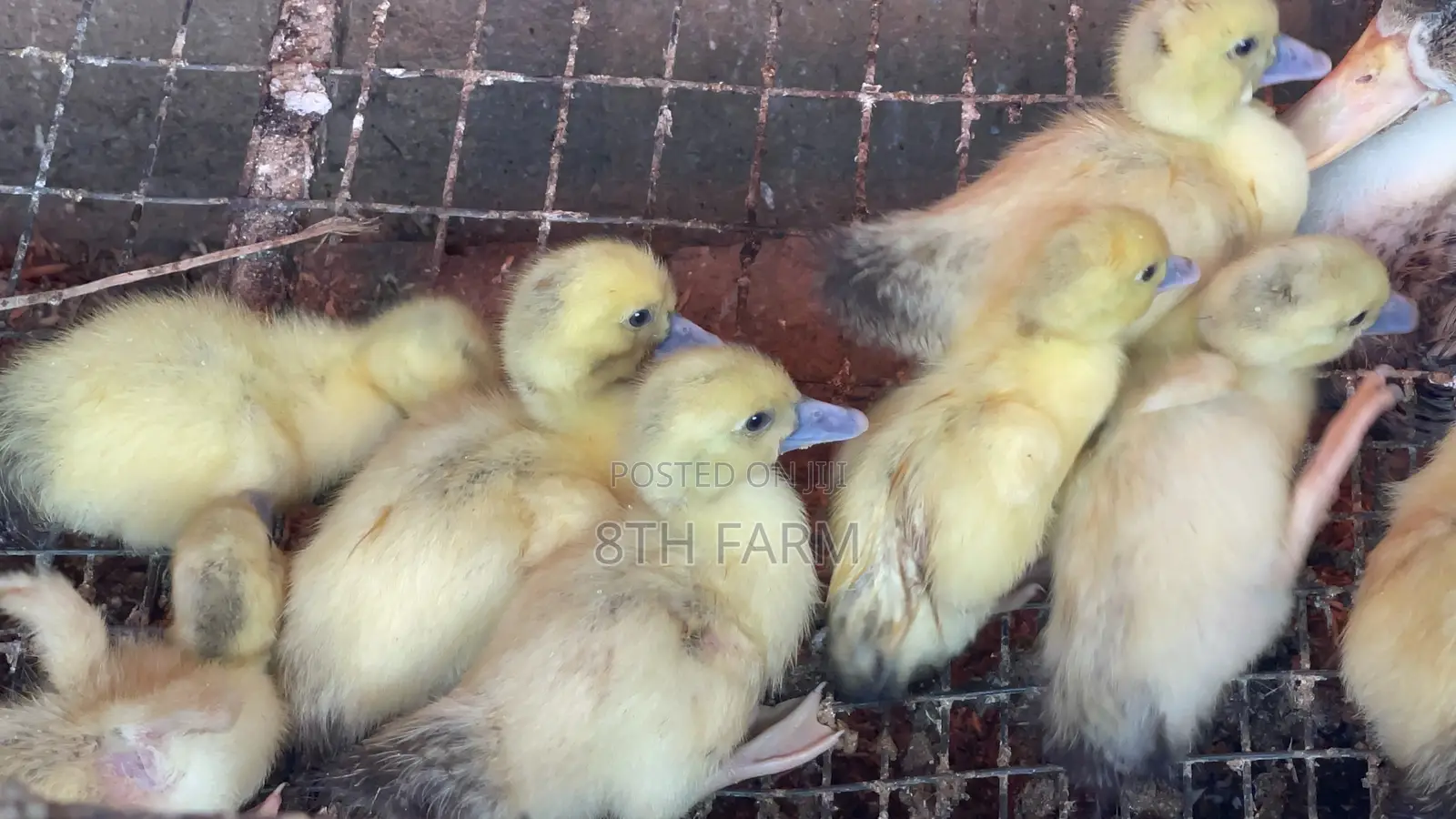 Belgian Mascovy Ducklings
