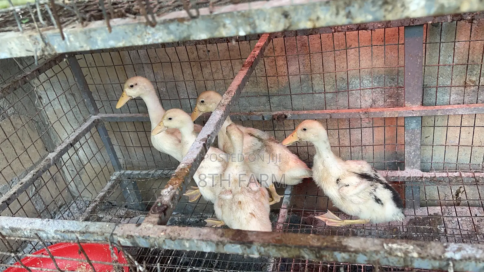 Belgian Mascovy Ducklings