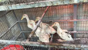 Belgian Mascovy Ducklings