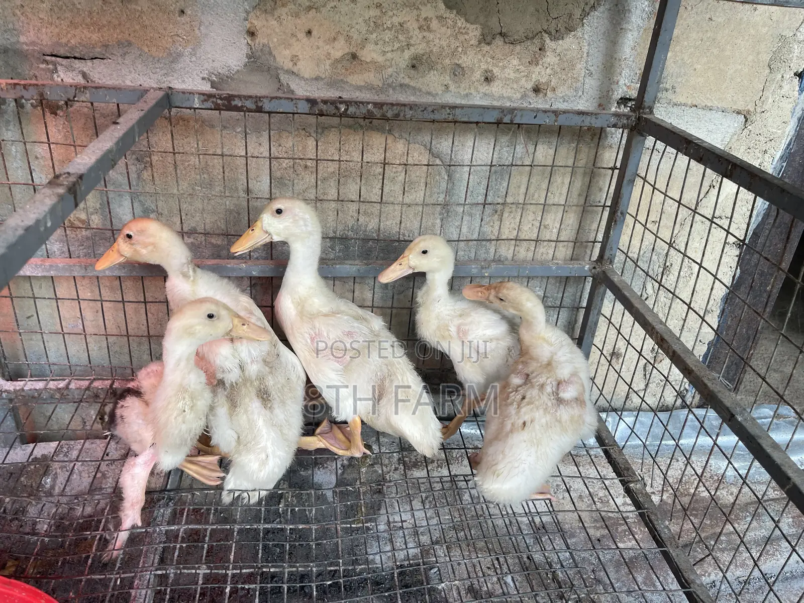 Belgian Mascovy Ducklings