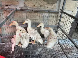 Belgian Mascovy Ducklings