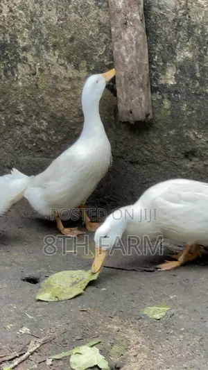 Belgian Mascovy Ducklings