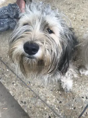 6-12 months Male Purebred Polish Lowland Sheepdog