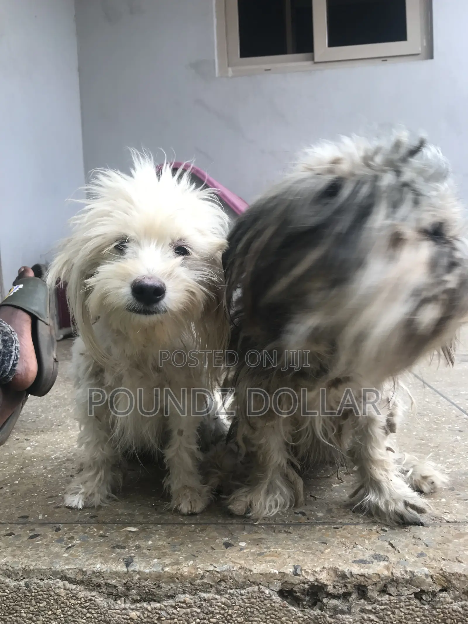 6-12 months Male Purebred Polish Lowland Sheepdog
