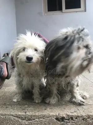 6-12 months Male Purebred Polish Lowland Sheepdog