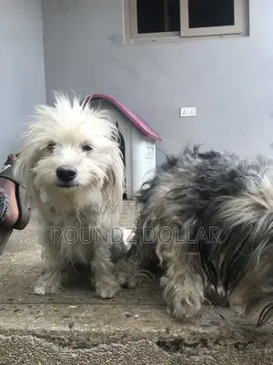 6-12 months Male Purebred Polish Lowland Sheepdog