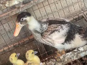 Belgian Mascovy Ducklings