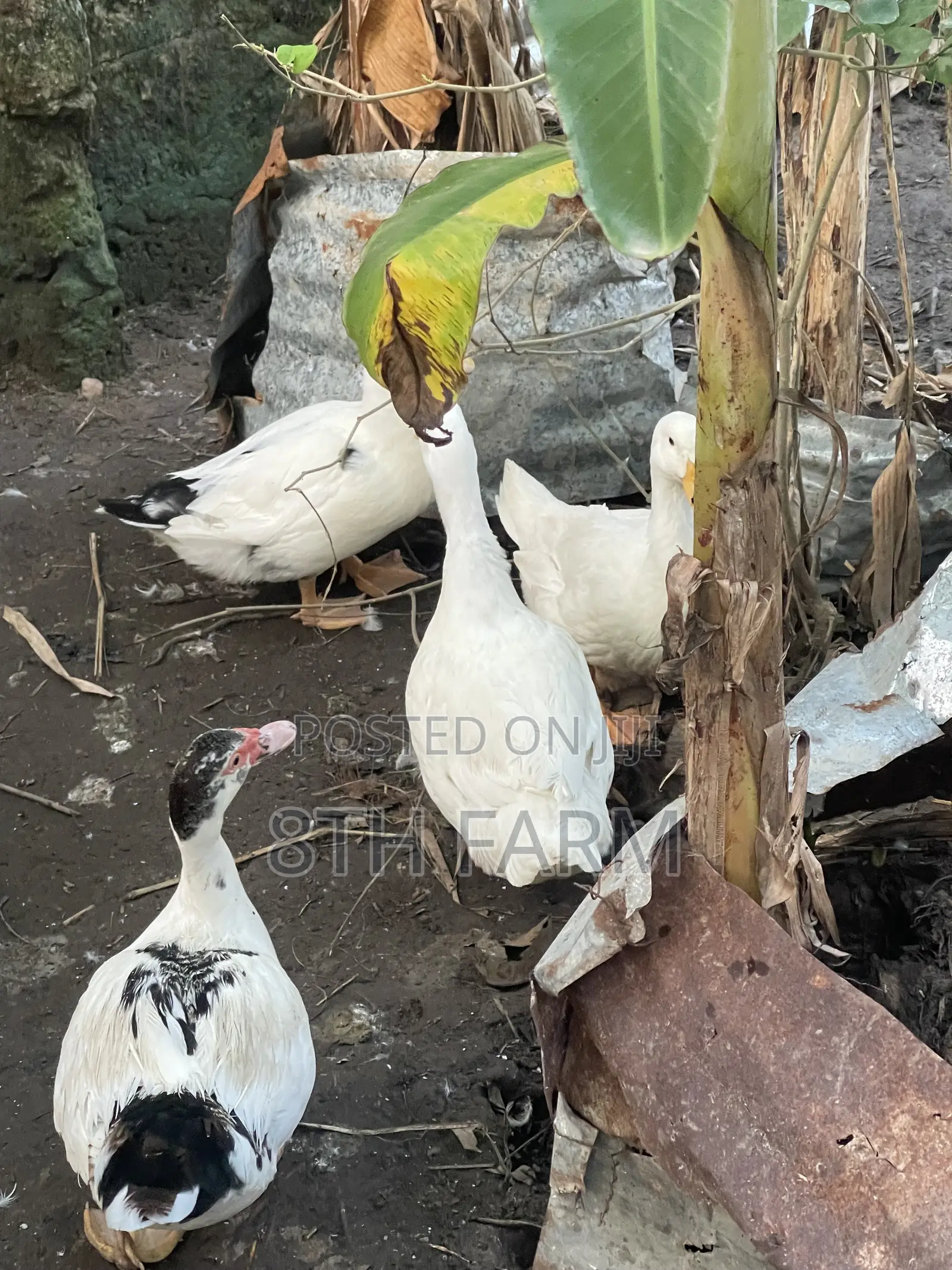 Belgian Mascovy Ducklings