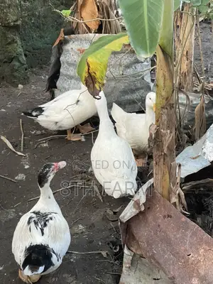 Belgian Mascovy Ducklings