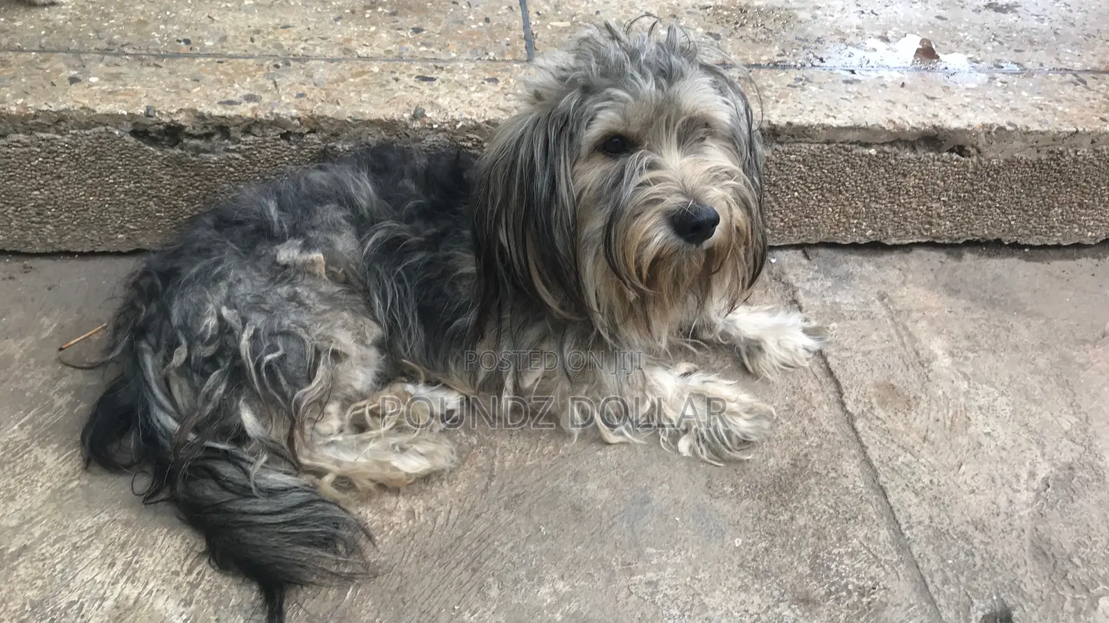 6-12 months Male Purebred Polish Lowland Sheepdog