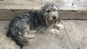 6-12 months Male Purebred Polish Lowland Sheepdog