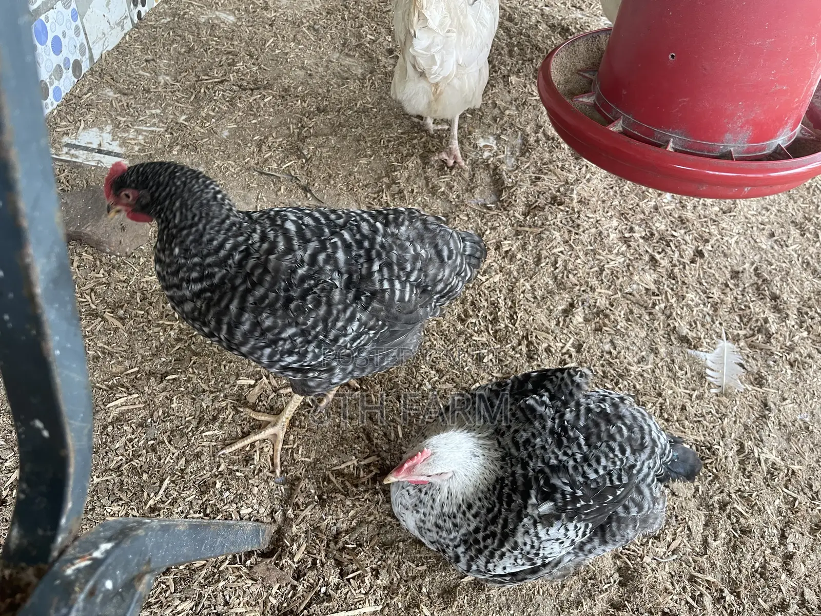 6 Weeks Old Plymouth Rock