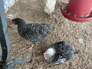 6 Weeks Old Plymouth Rock