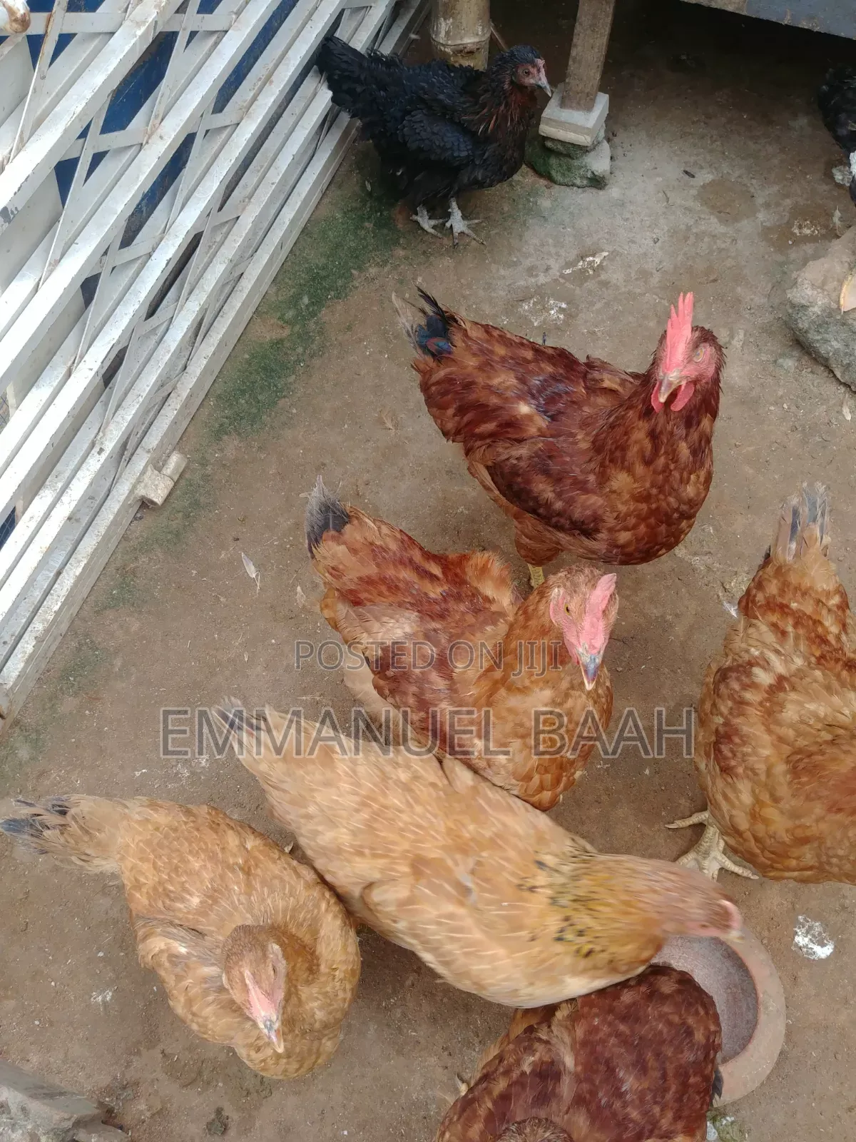 Emmanuel Farm