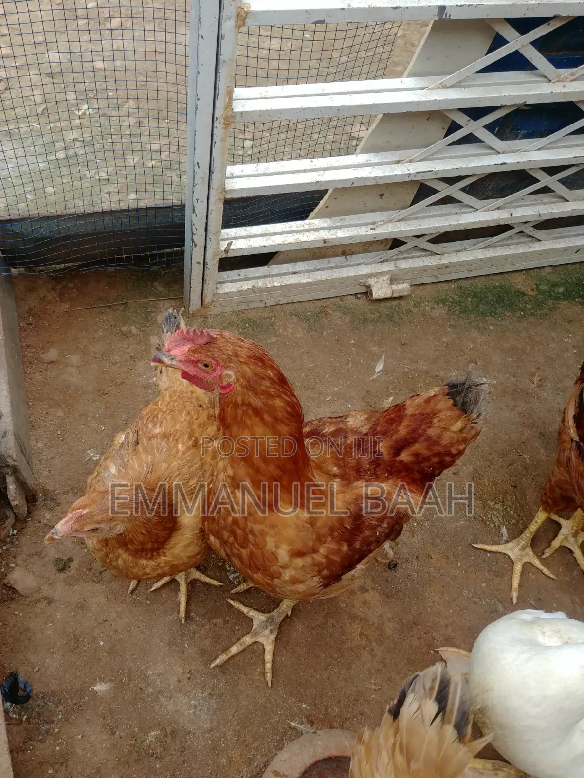 Emmanuel Farm