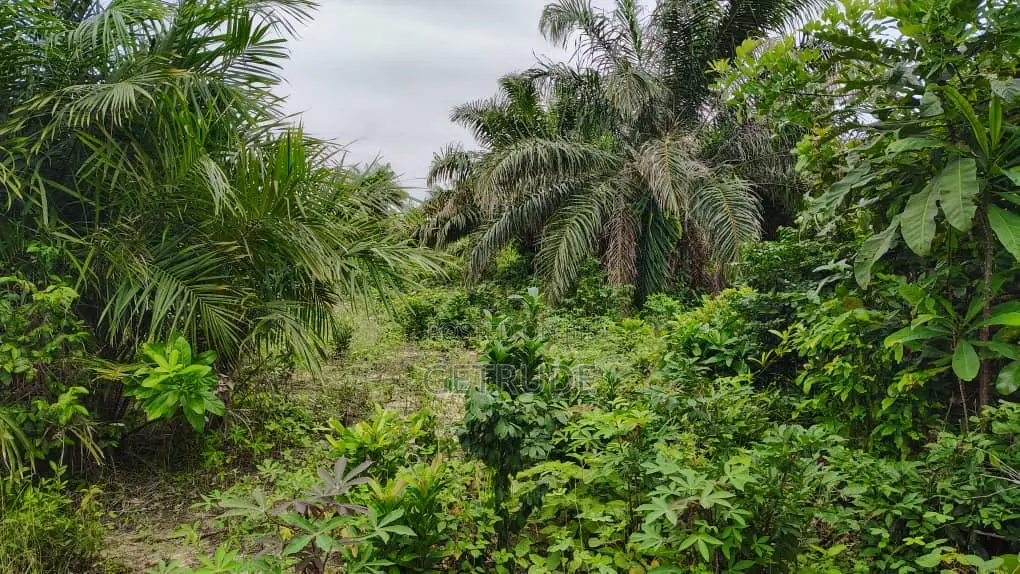 3000+ Acres Farm Land at Gomoa and Swedru for Sale