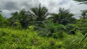 3000+ Acres Farm Land at Gomoa and Swedru for Sale