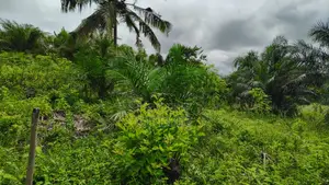 3000+ Acres Farm Land at Gomoa and Swedru for Sale