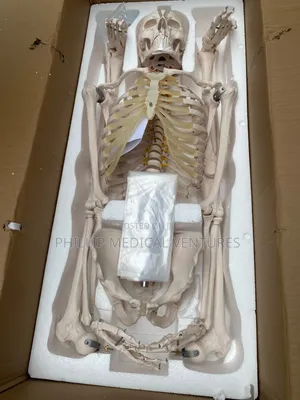 Skeleton Model