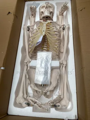 Skeleton Model