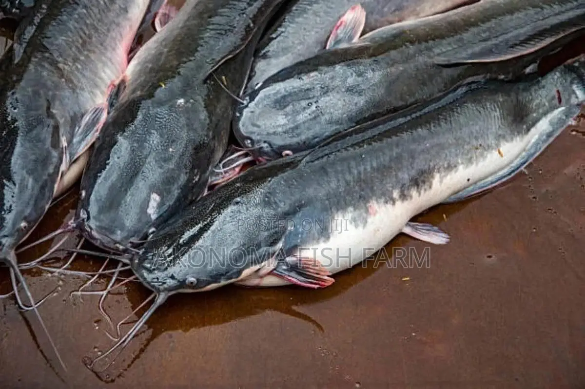 Fresh Catfish for Sale
