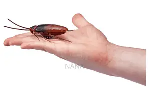 Robo Alive Cockroach