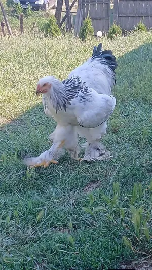 Pure Brahma Chicks for Sale