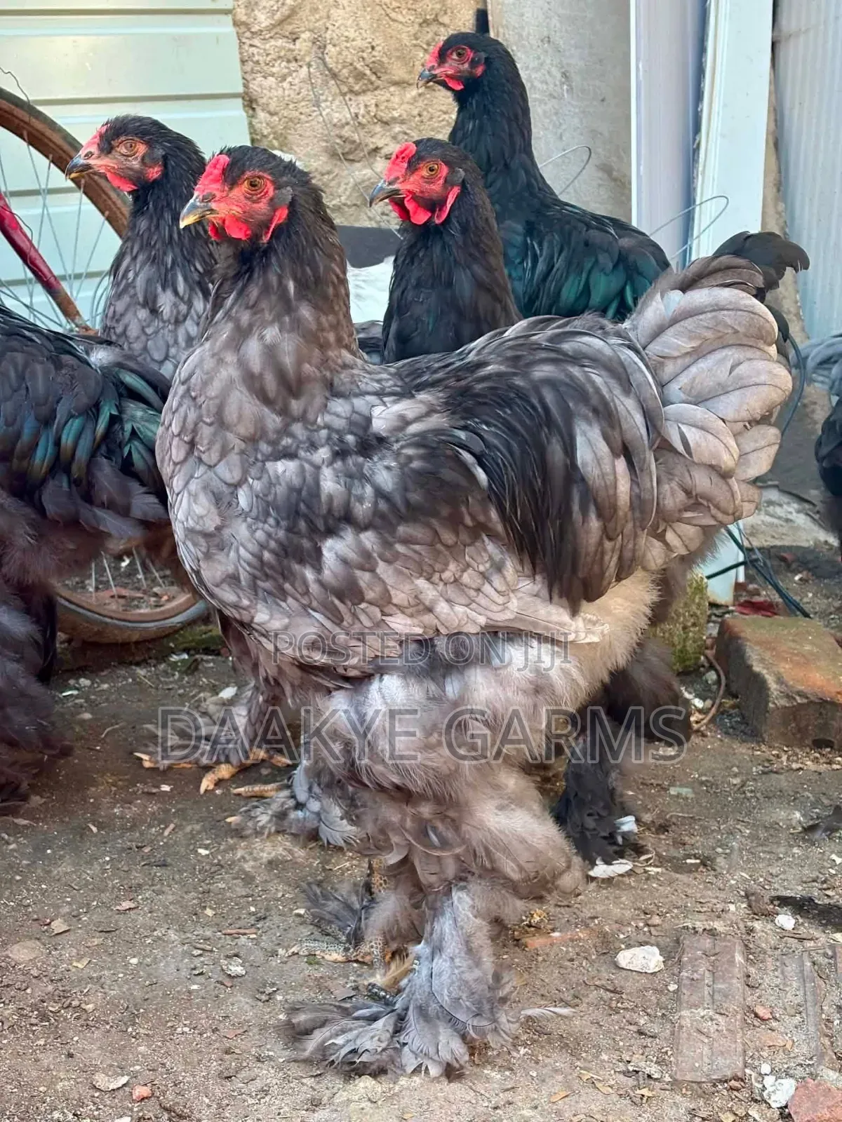Pure Brahma Chicks for Sale