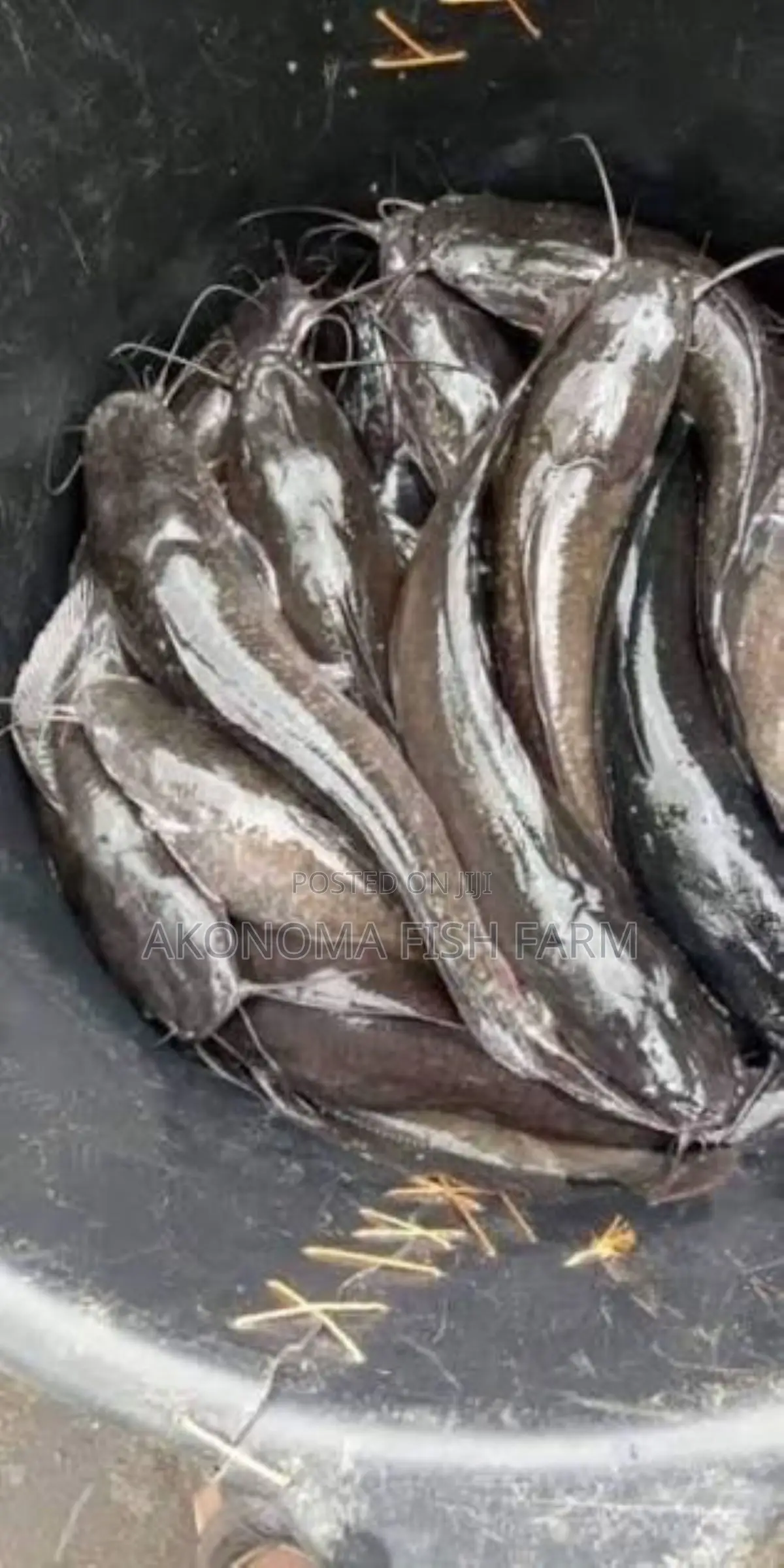 Fresh Catfish for Sale