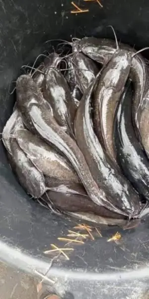 Fresh Catfish for Sale