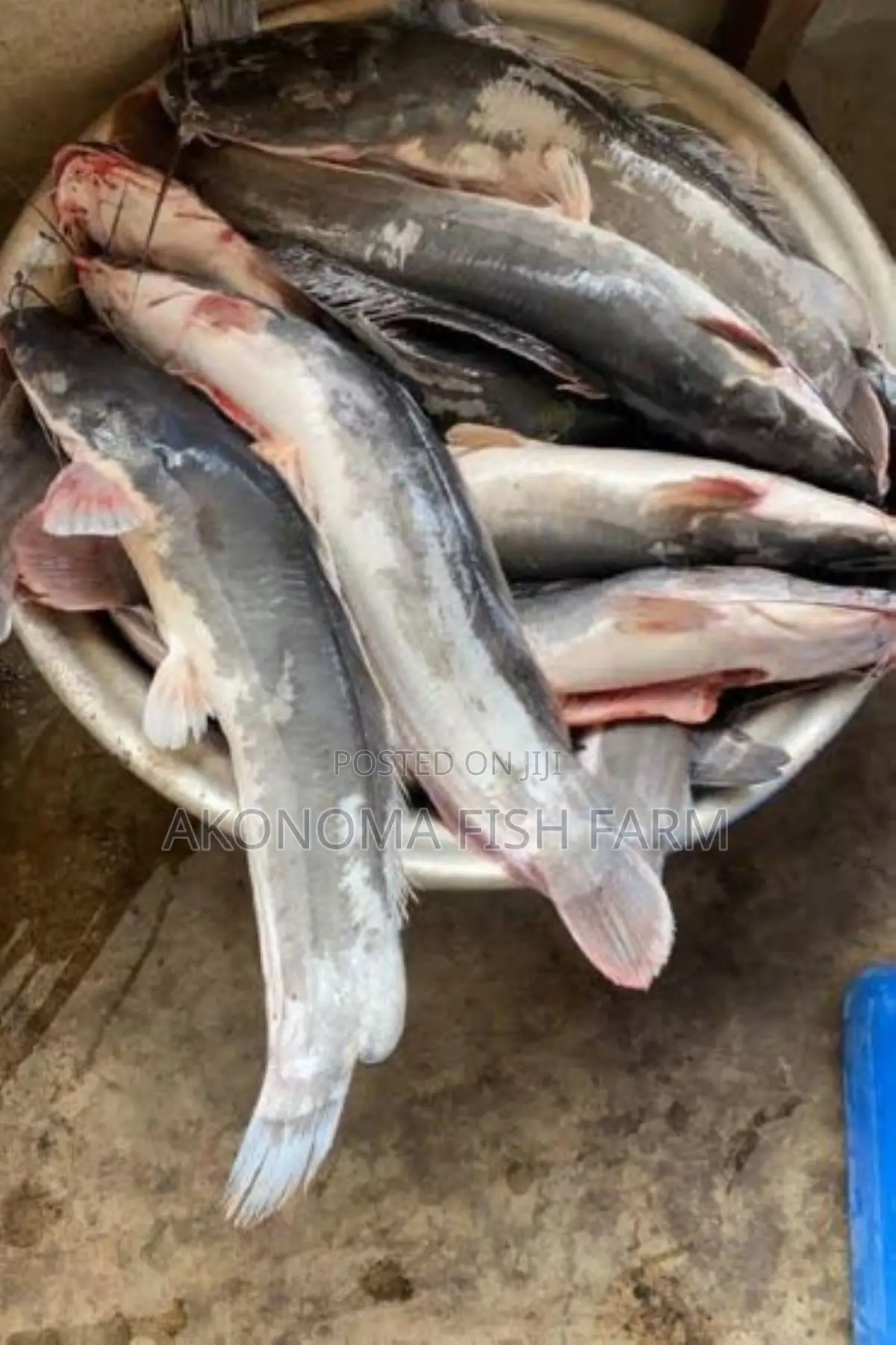 Fresh Catfish for Sale