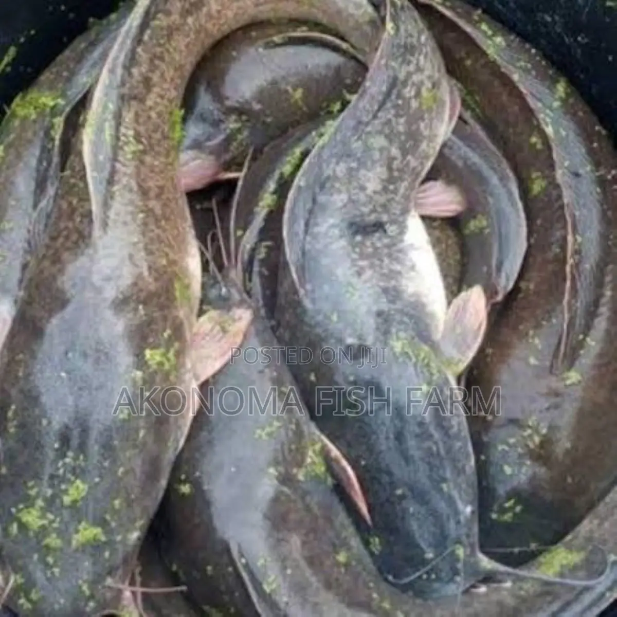 Fresh Catfish for Sale