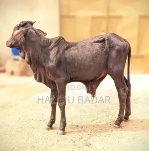 Healthy and Strong