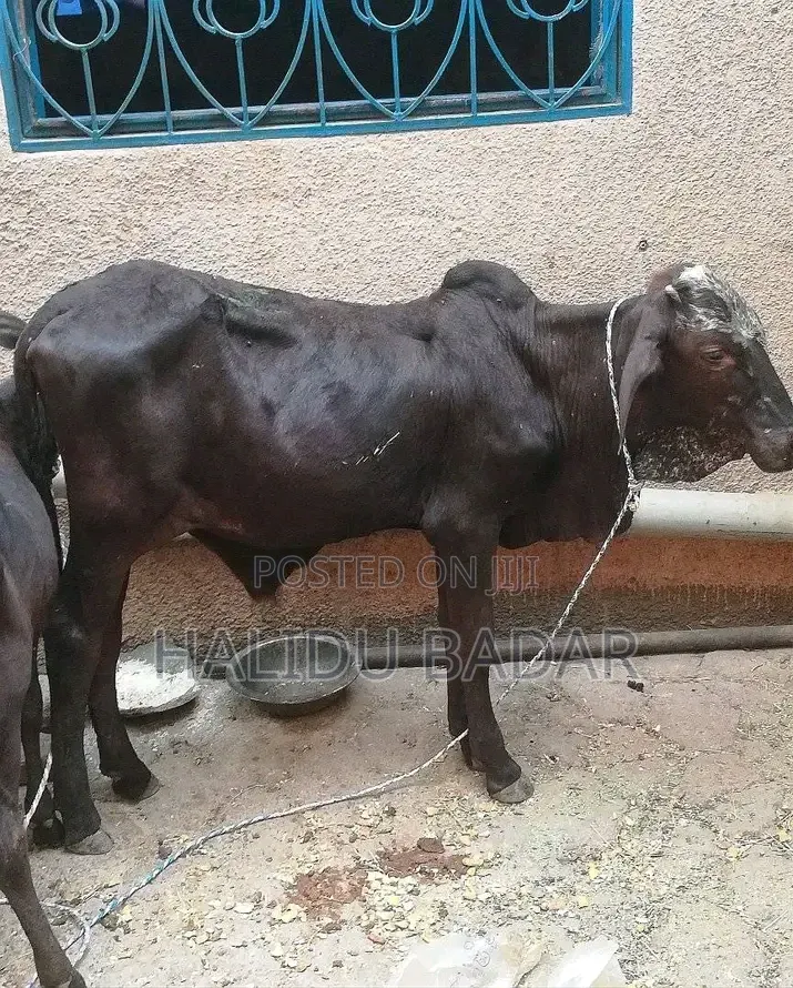 Healthy and Strong