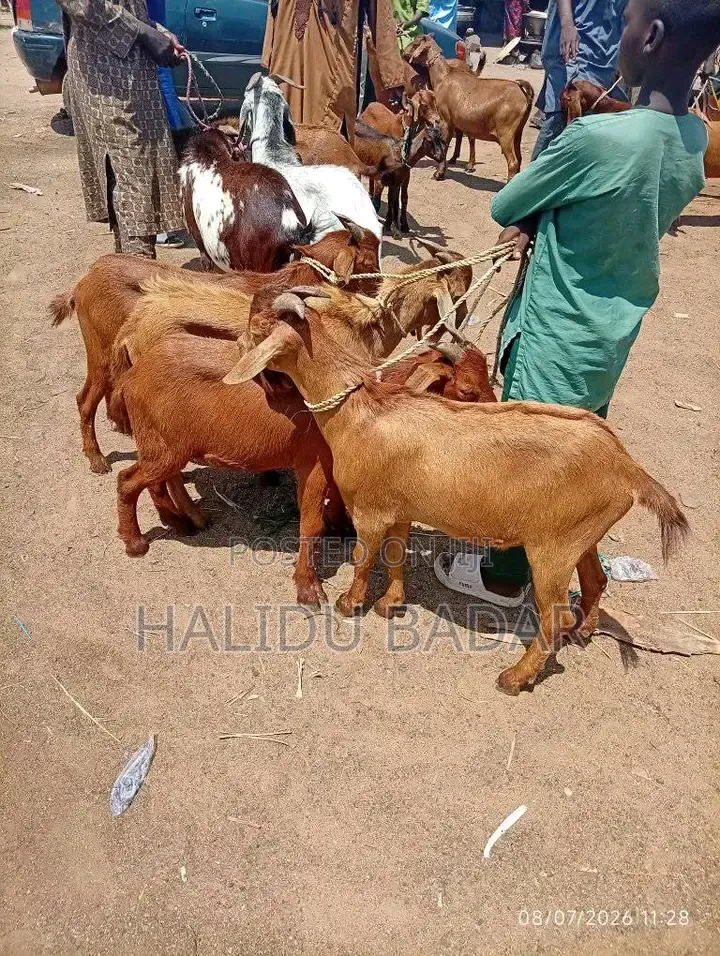 Healthy Goats