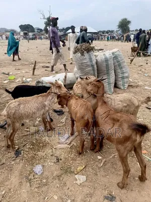 Healthy Goats