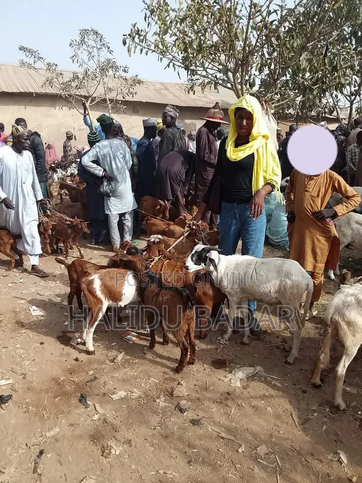 Healthy Goats