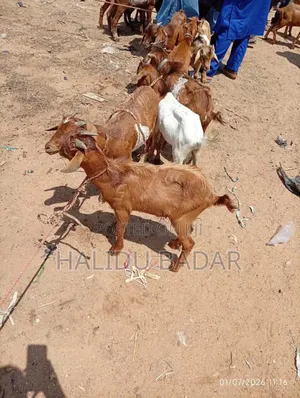 Healthy Goats