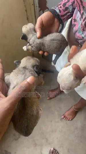 1-3 months Male Purebred Boerboel