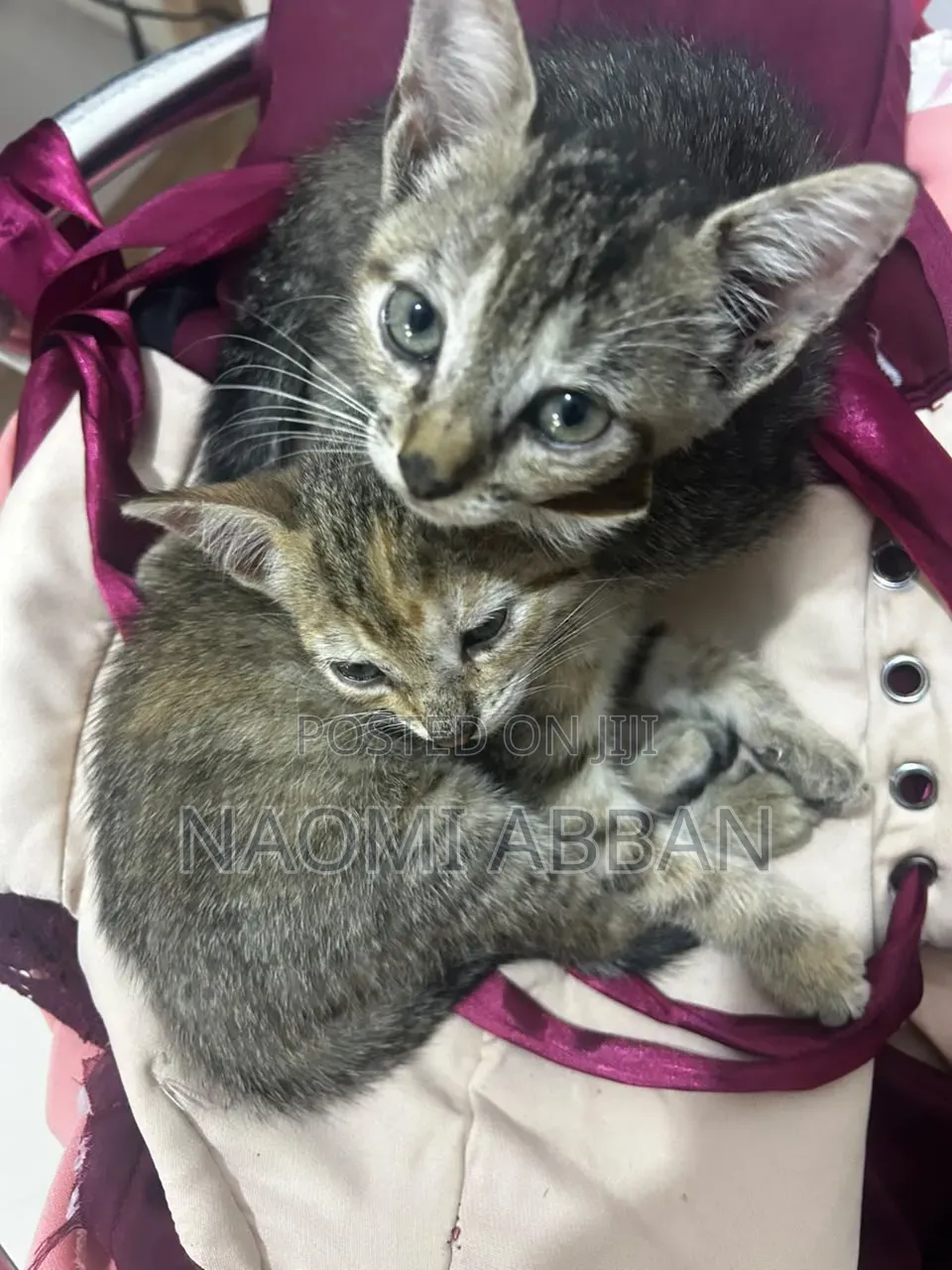 1-3 months Female Mixed Breed Tabby