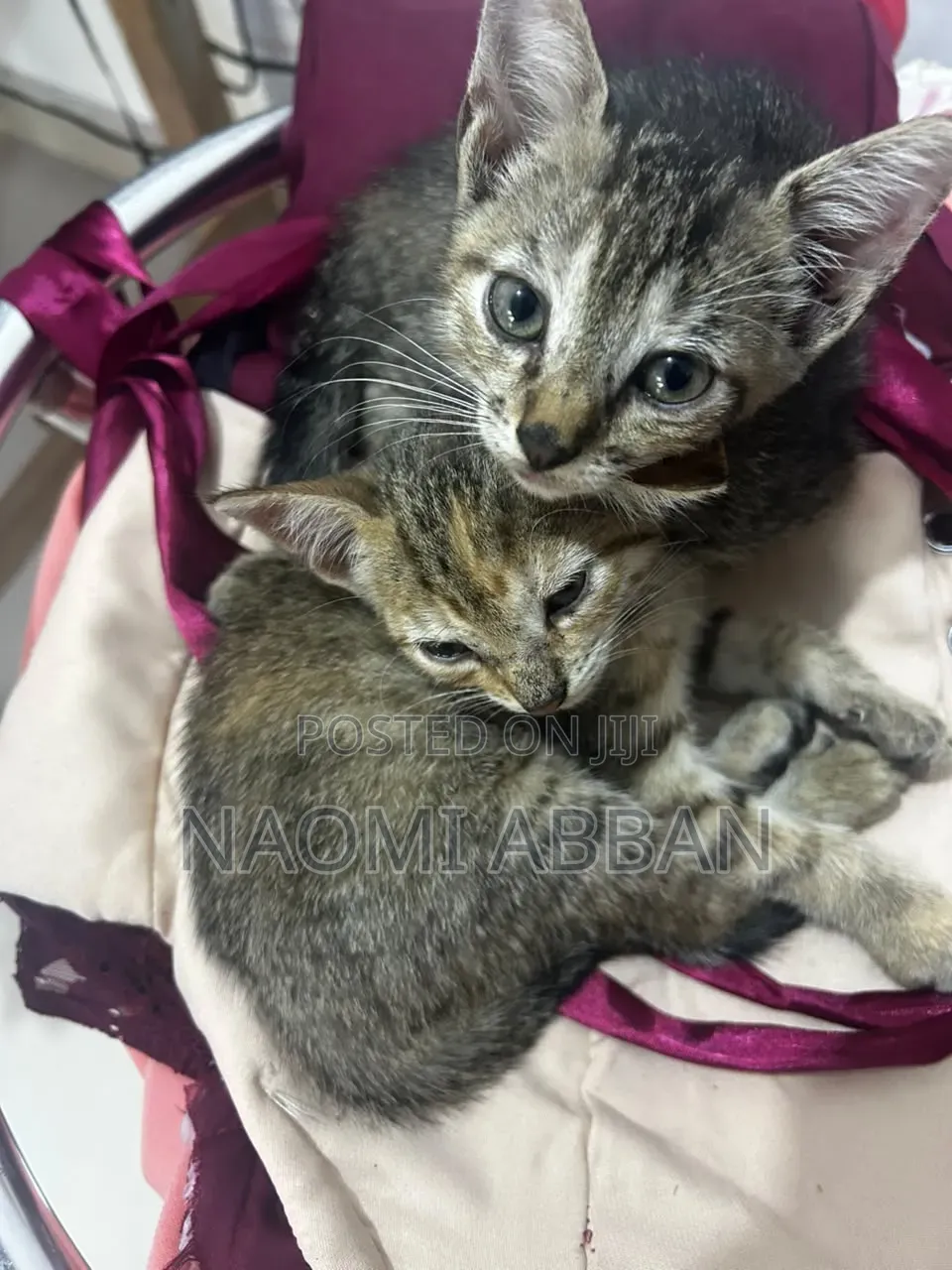 1-3 months Female Mixed Breed Tabby