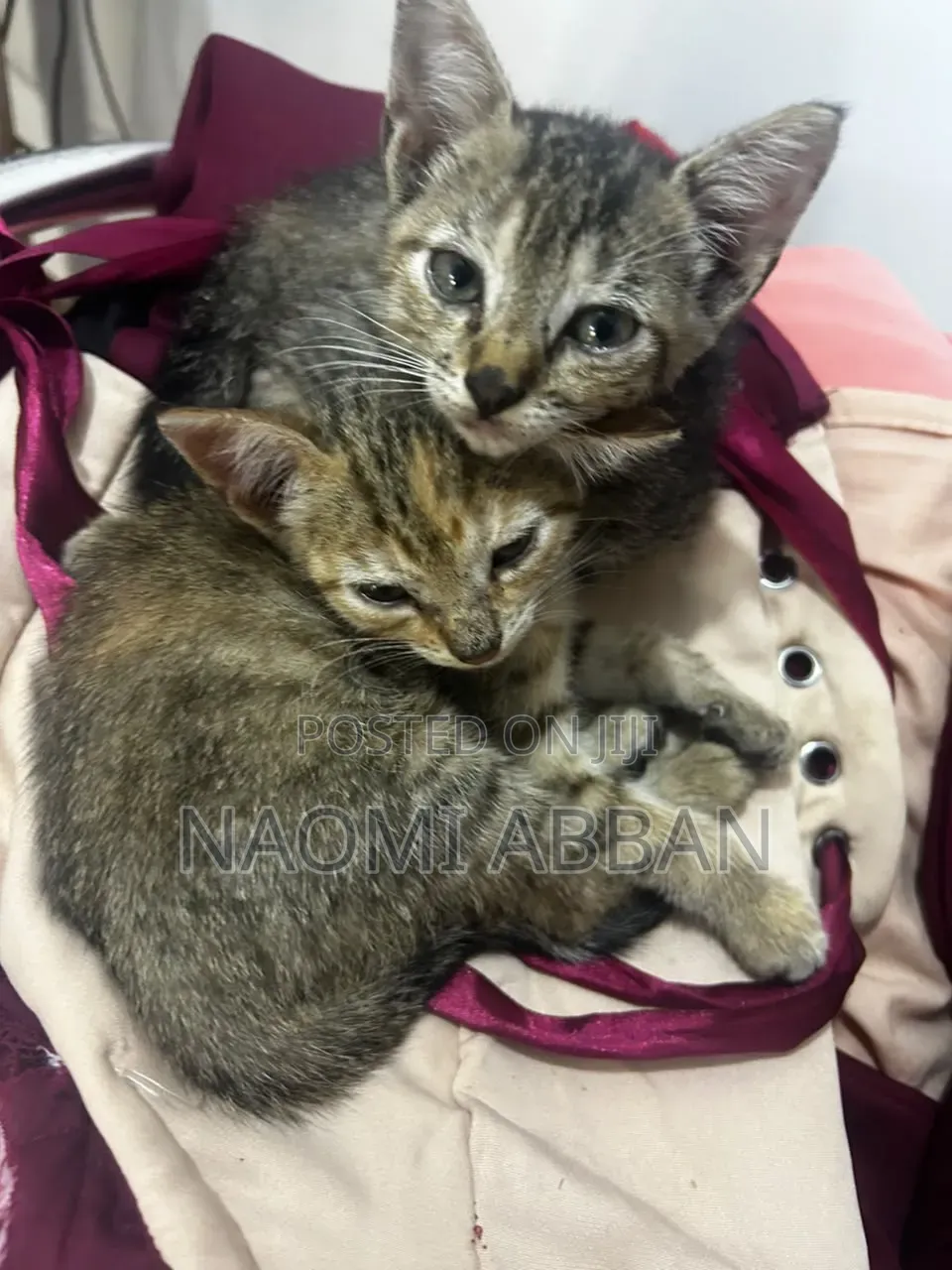 1-3 months Female Mixed Breed Tabby