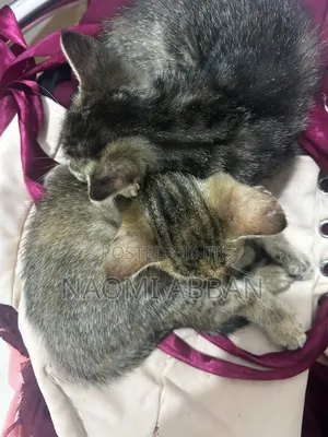 1-3 months Female Mixed Breed Tabby