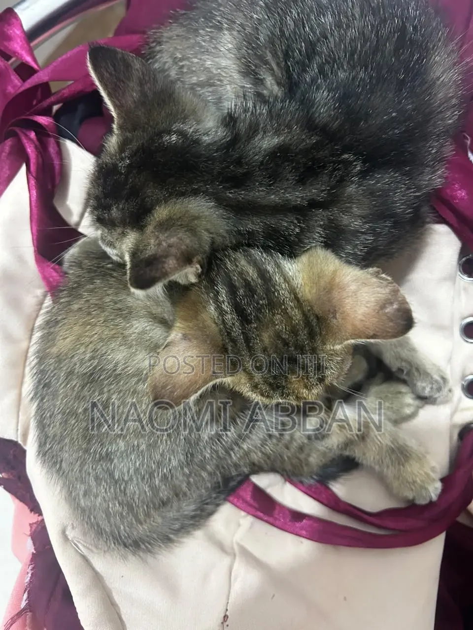 1-3 months Female Mixed Breed Tabby