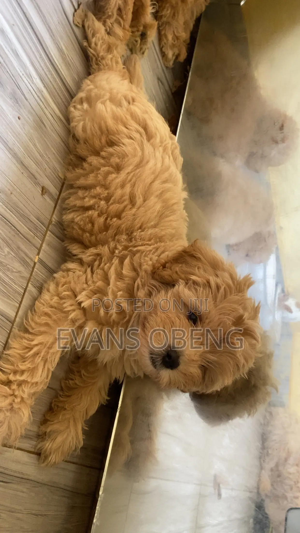 1-3 months Male Purebred Poodle