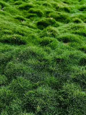 Selling of Flowers and Green Grass