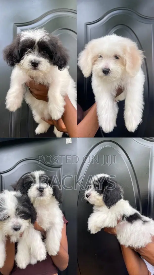 1-3 months Female Mixed Breed Maltese