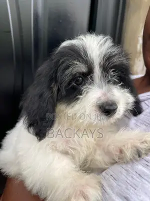 1-3 months Female Mixed Breed Maltese