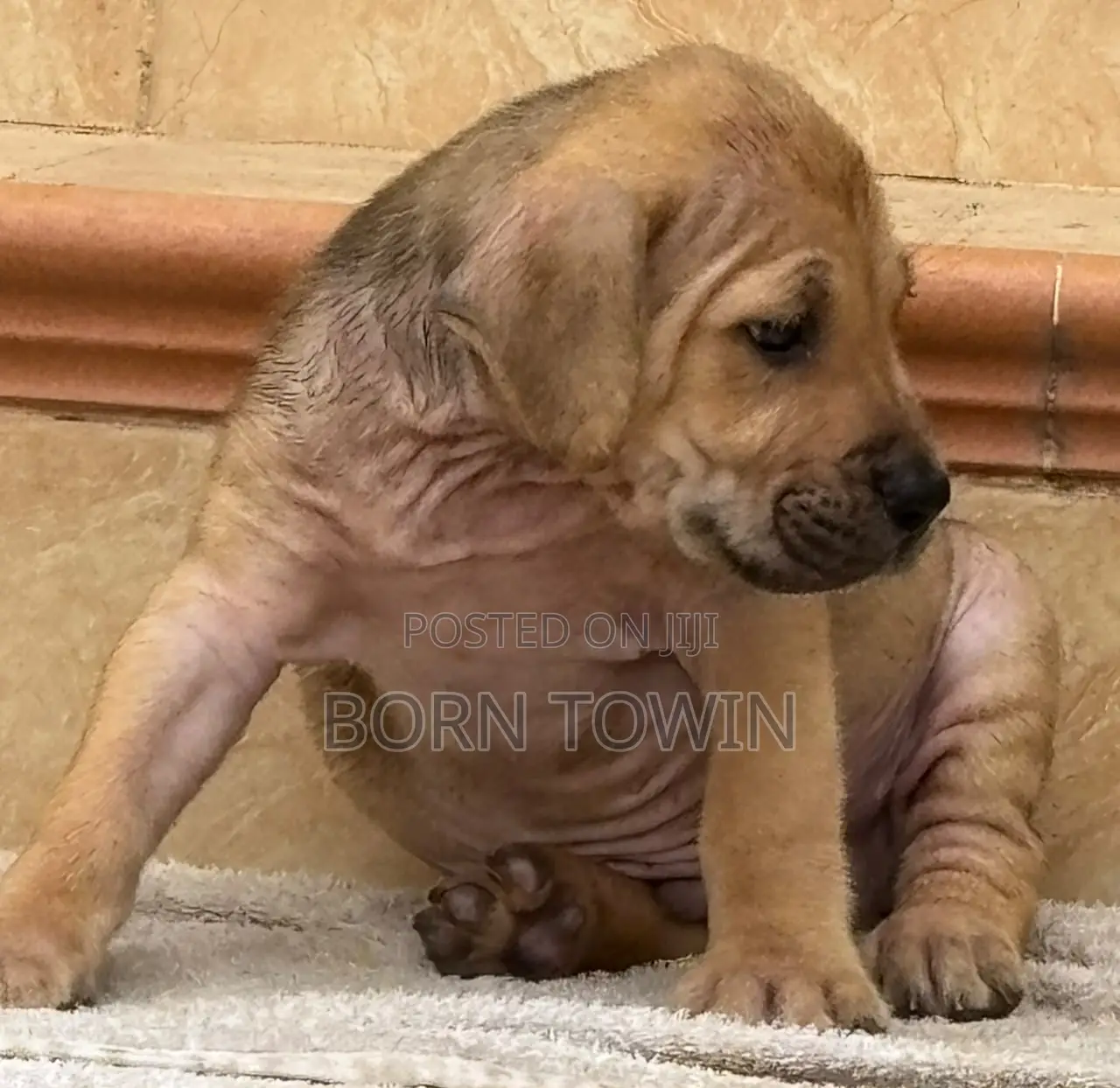 1-3 months Male Purebred Boerboel